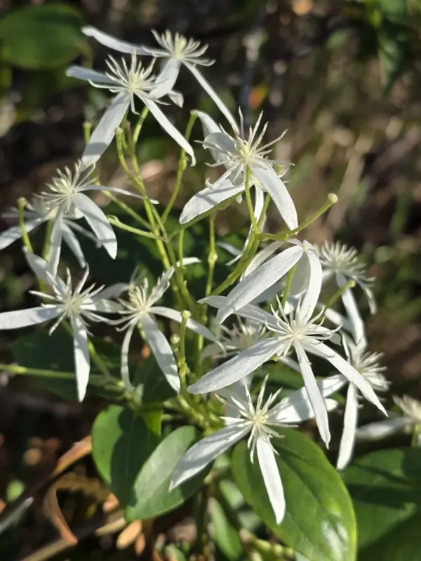 Clematis glycinoides