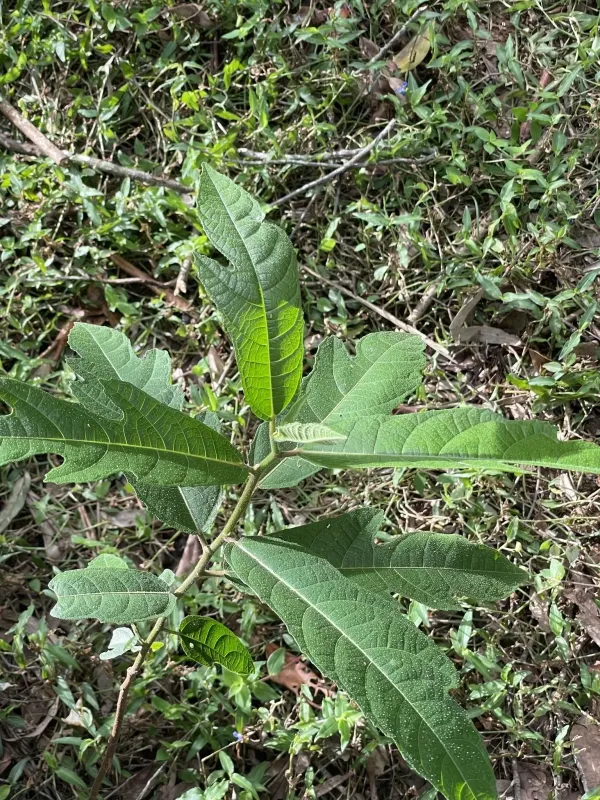 Fraser Fig