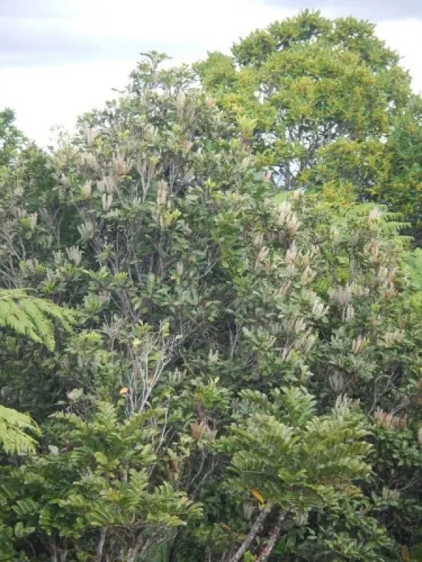 Вейнманія зубчаста