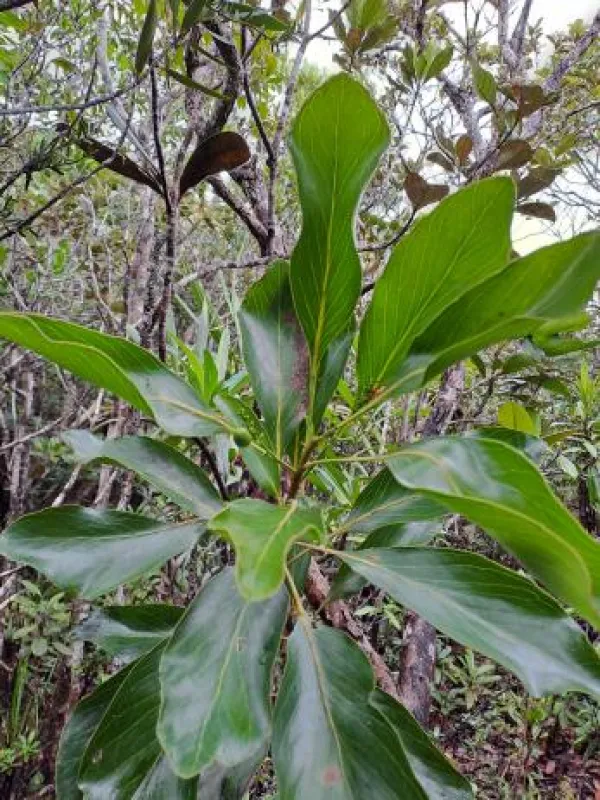 Hooglandia ignambiensis