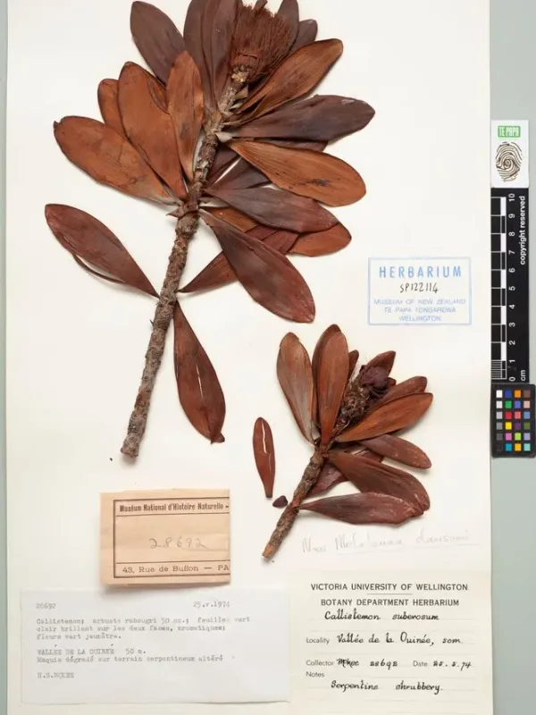 Melaleuca dawsonii