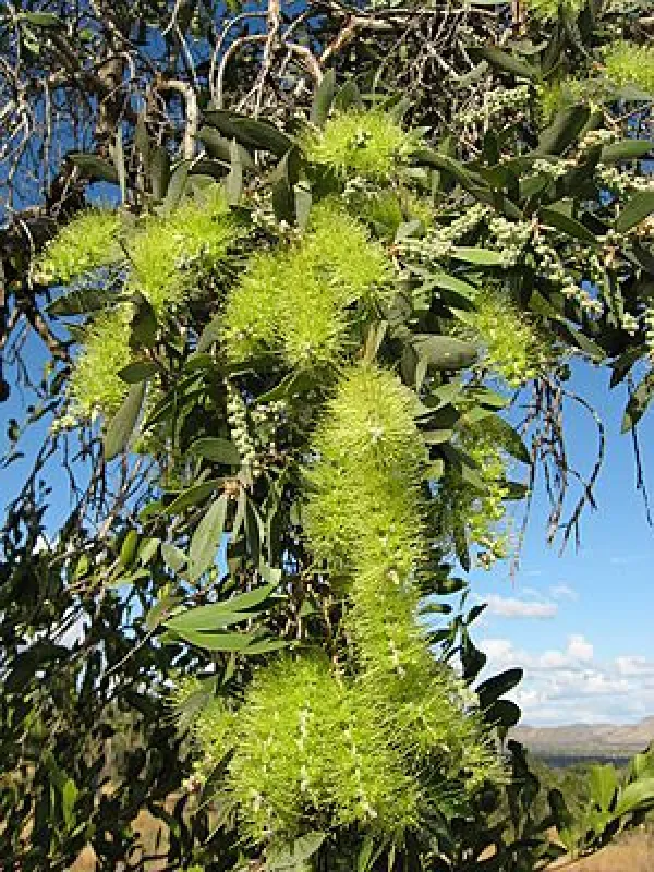 Melaleuca buseana