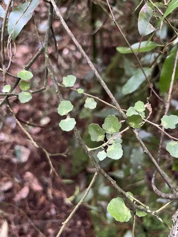 Melicytus micranthus