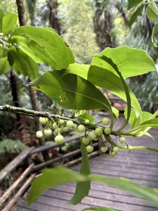 Large-leaved melicytus