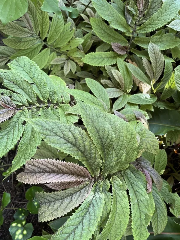 New Zealand creeping shield plant
