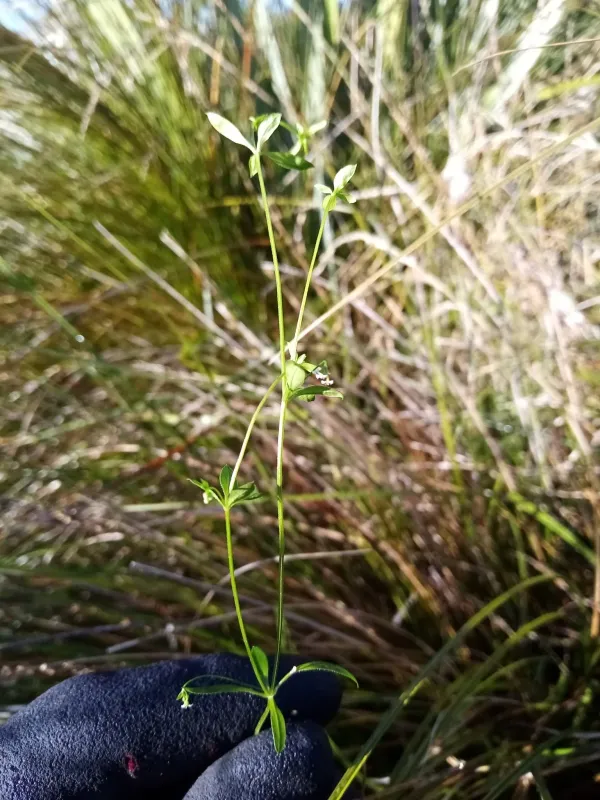 Three-lobed bedstraw
