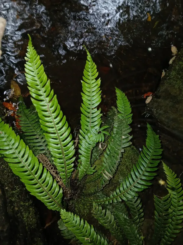 Blechnum chambersii