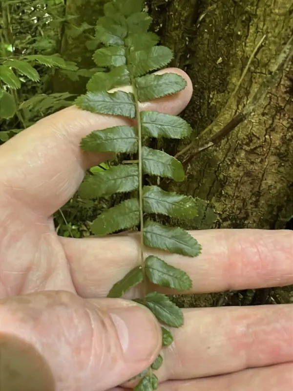 Blechnum filiforme