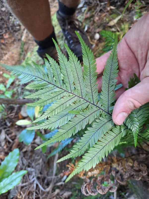 Blechnum fraseri