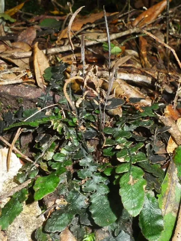Blechnum nigrum