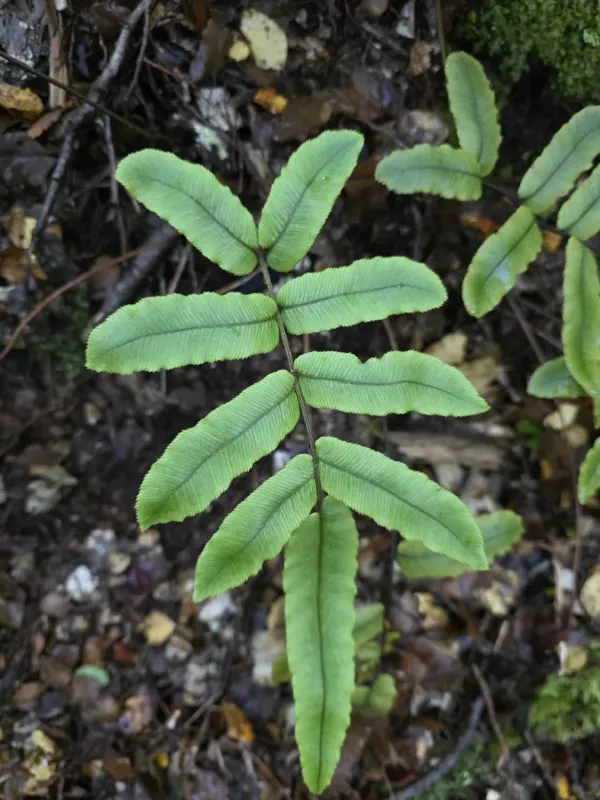 Blechnum procerum