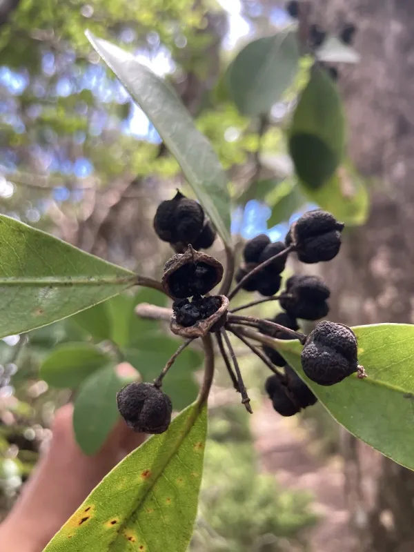 Pittosporum umbellatum