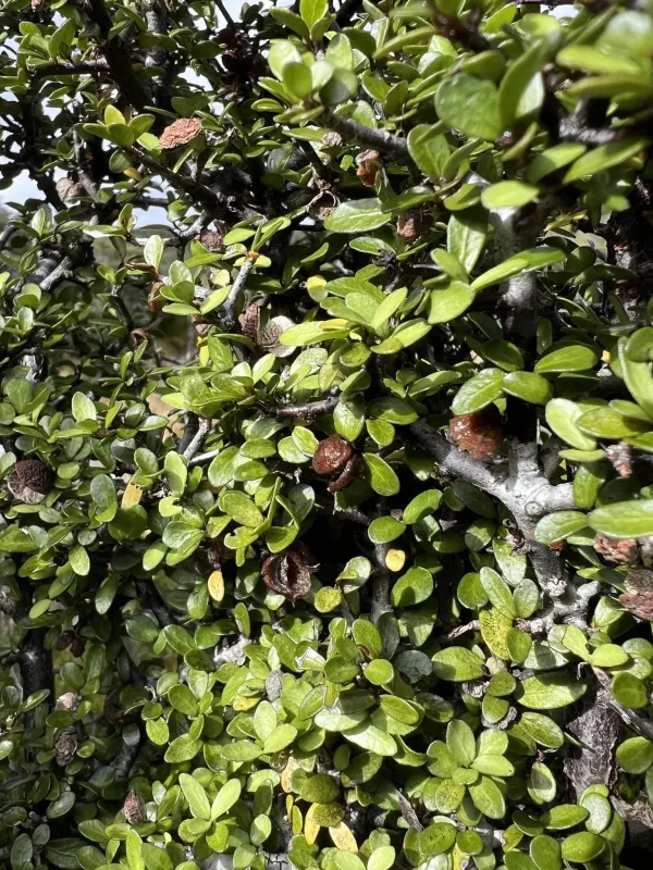 Pittosporum rigidum