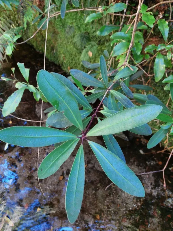 Pittosporum kirkii