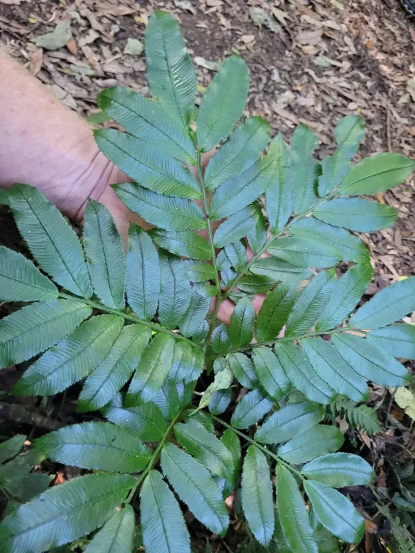 Ptisana salicina