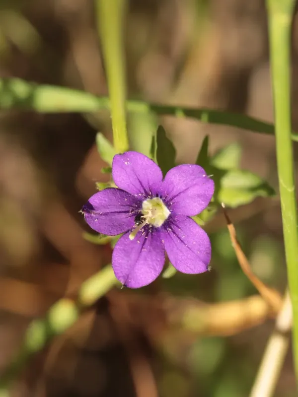 Legousia speculum-veneris