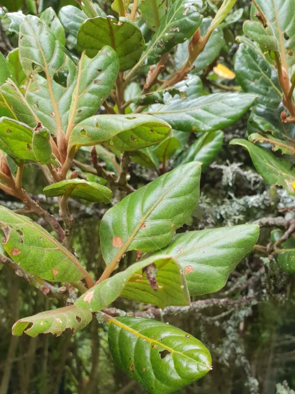 Beilschmiedia tarare