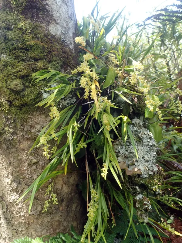 Earina mucronata