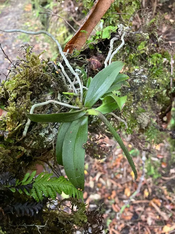 Drymoanthus adversus