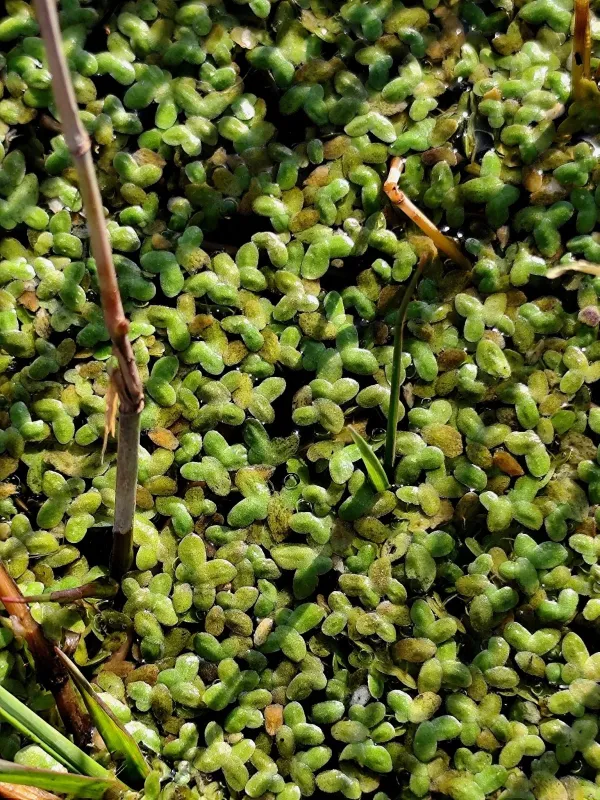 Common duckweed