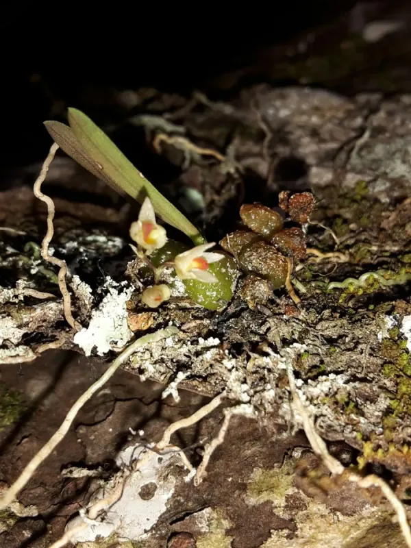 Bulbophyllum tuberculatum