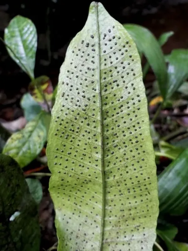 Dracoglossum plantagineum