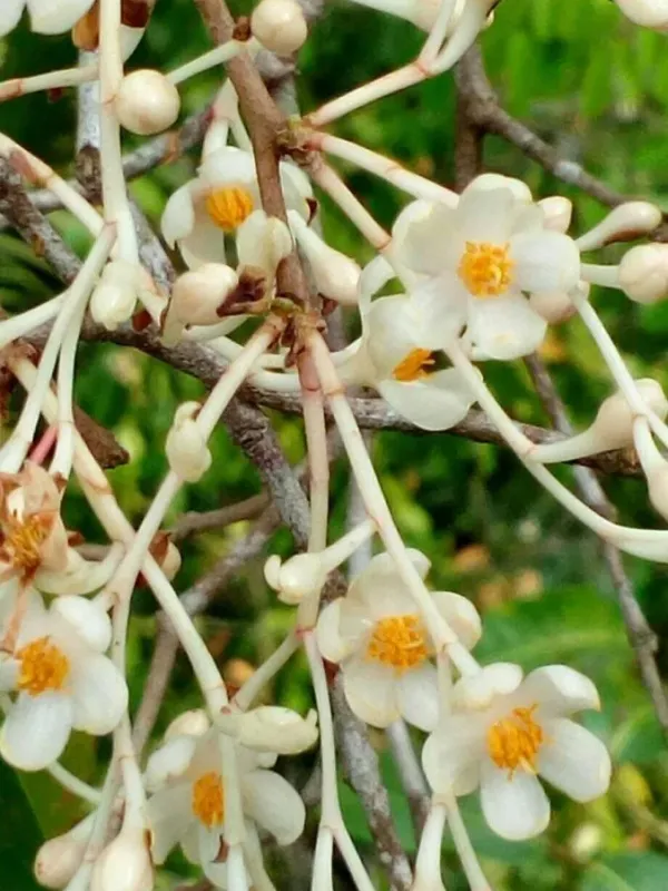 Shorea ovalifolia