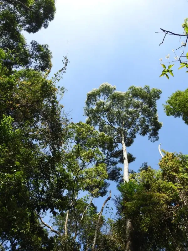 Shorea disticha