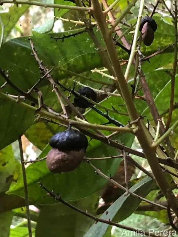 Semecarpus moonii