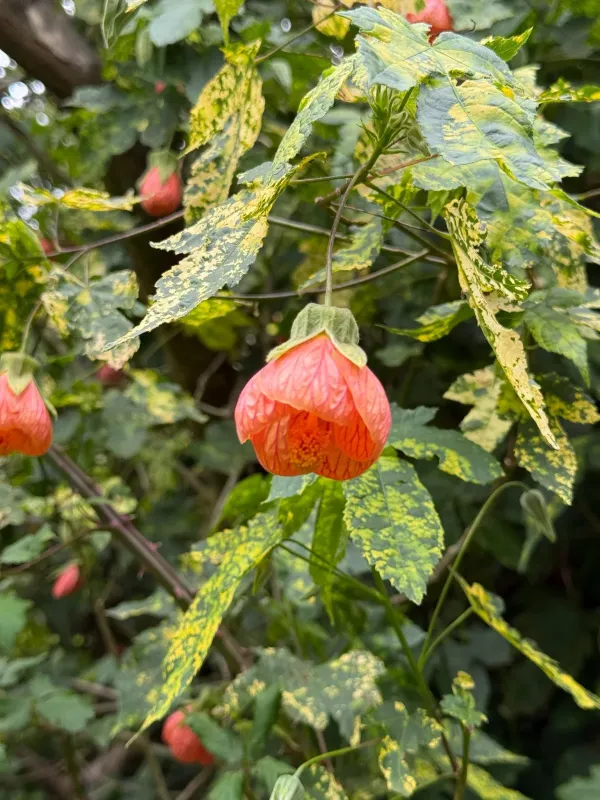 Abutilon pictum