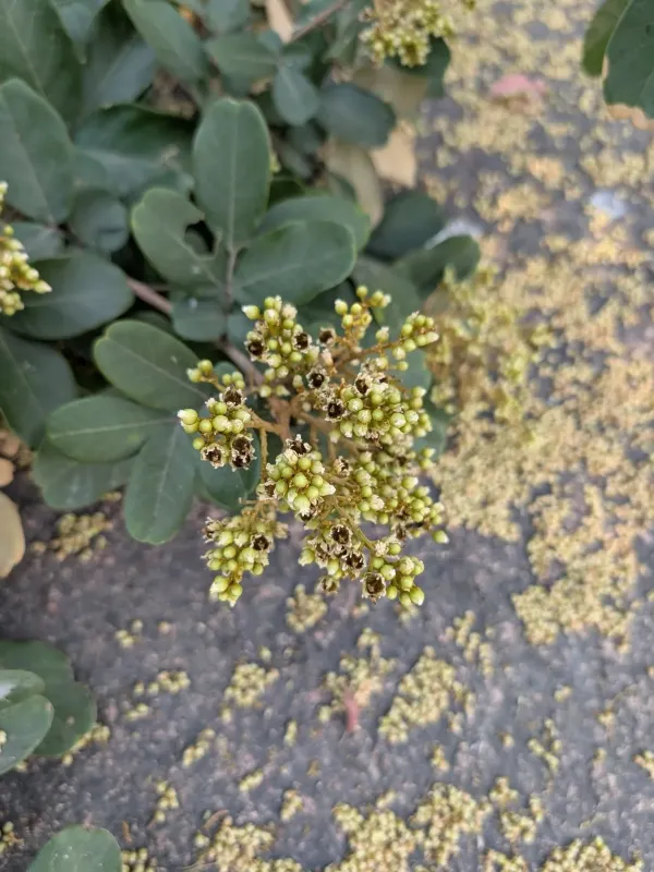 Sapindus emarginatus