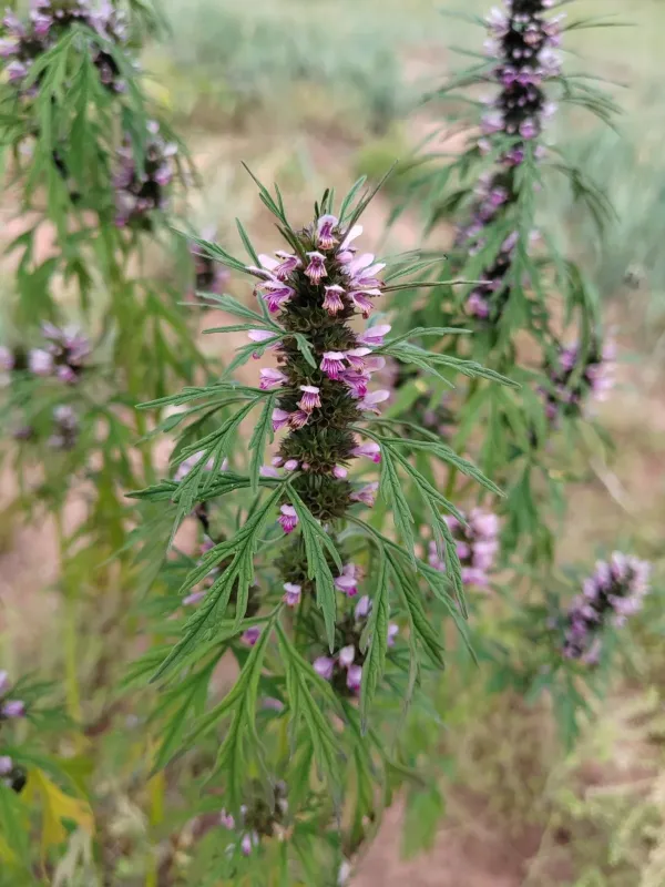 Siberian motherwort
