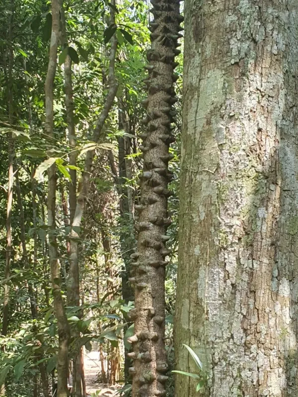 Mezoneuron sumatranum