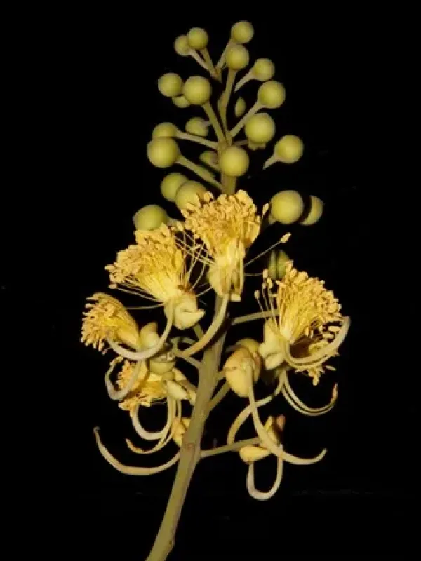 Swartzia pinnata