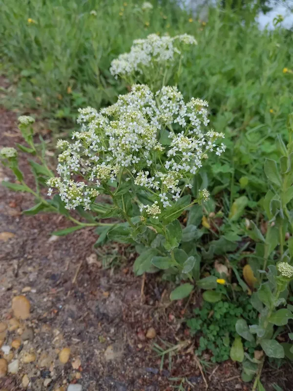 Hoary cress