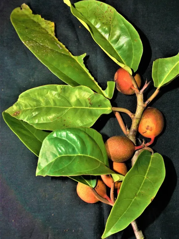 Ficus apiocarpa