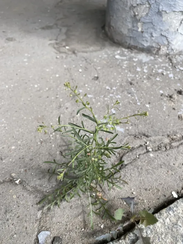 Pepperweed
