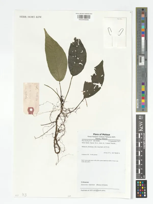 Elatostema latifolium