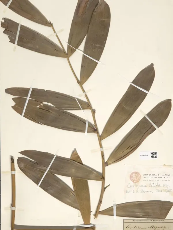 Broad-leaved Ceratozamia
