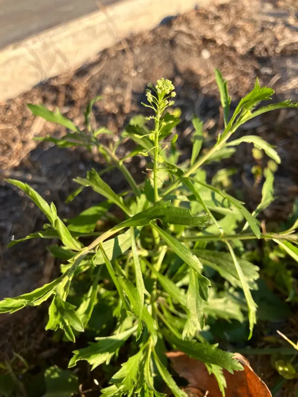 Virginia pepperweed