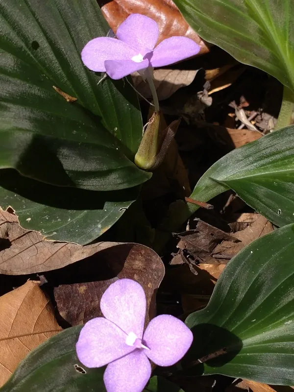 Kaempferia elegans