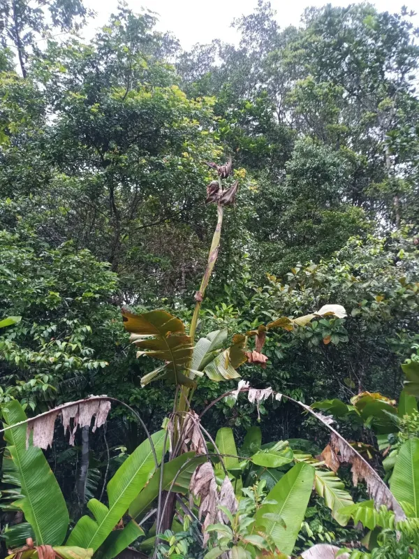 Phenakospermum guyannense