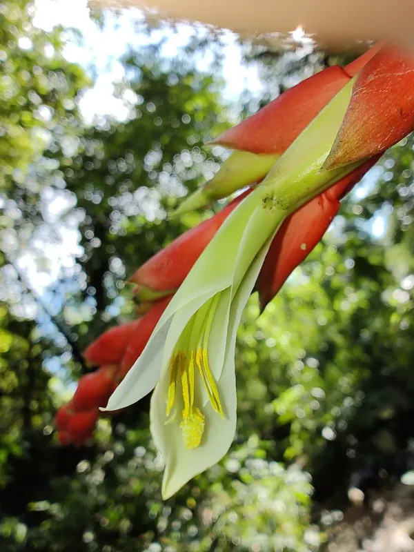 Pitcairnia maidifolia