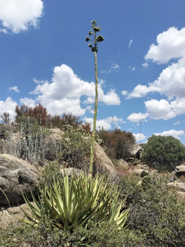 Agave pringlei