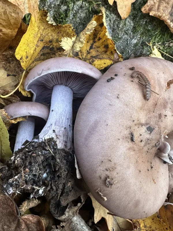 Wood blewit