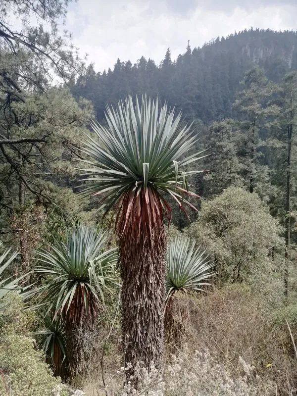 Furcraea parmentieri