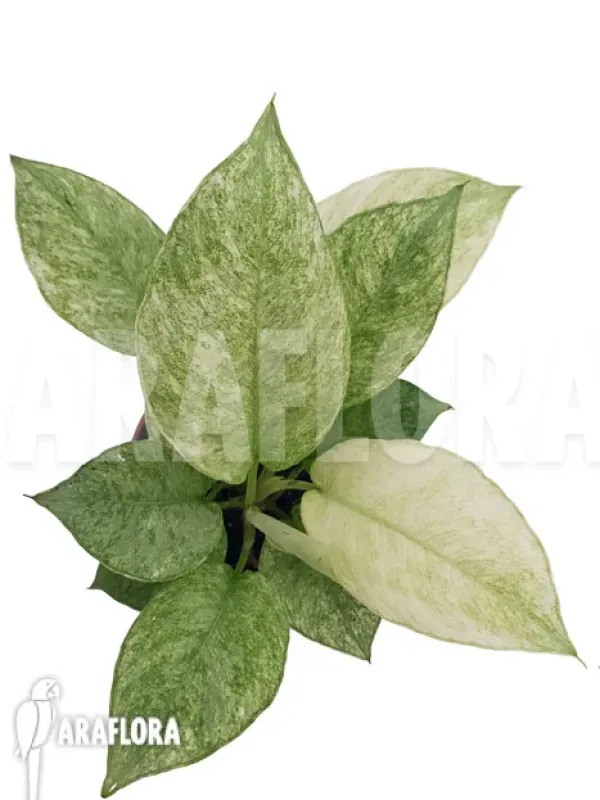 Schismatoglottis longispatha