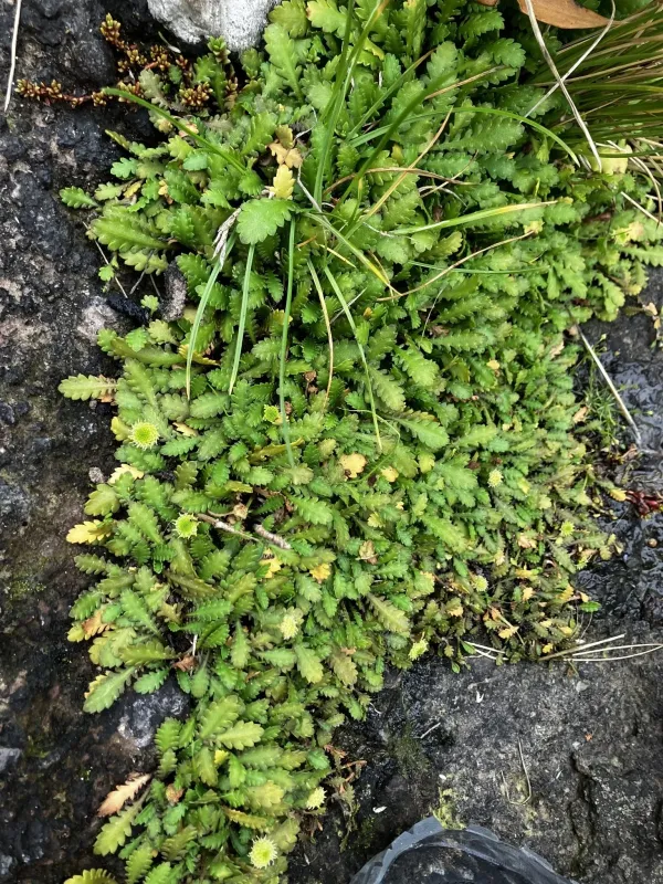 Leptinella dioica