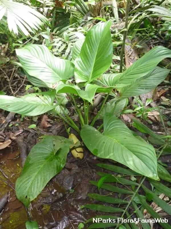 Homalomena rostrata