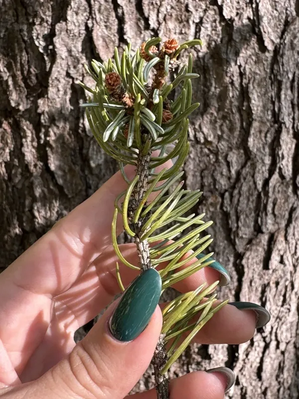 Korean spruce